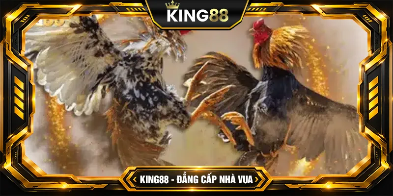 Các loại đá gà nổi bật tại King88 mà người chơi yêu thích